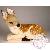 Animaux