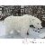 Ours en peluche Ours en peluche
