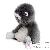 Ours en peluche Ours en peluche