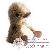 Ours en peluche Ours en peluche
