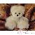 Ours en peluche Ours en peluche