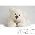 Ours en peluche Ours en peluche