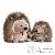 Peluches Peluches