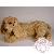 Peluches Peluches