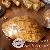 Meuble decoration pays
