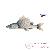 Poissons corail Poissons corail