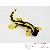 Poissons corail Poissons corail