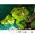 Poissons corail Poissons corail