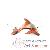 Poissons corail Poissons corail