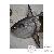 Poissons corail Poissons corail