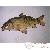 Poissons corail Poissons corail